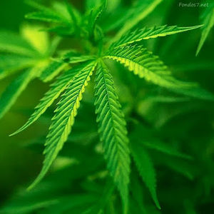 Meet your Posher, Fernando